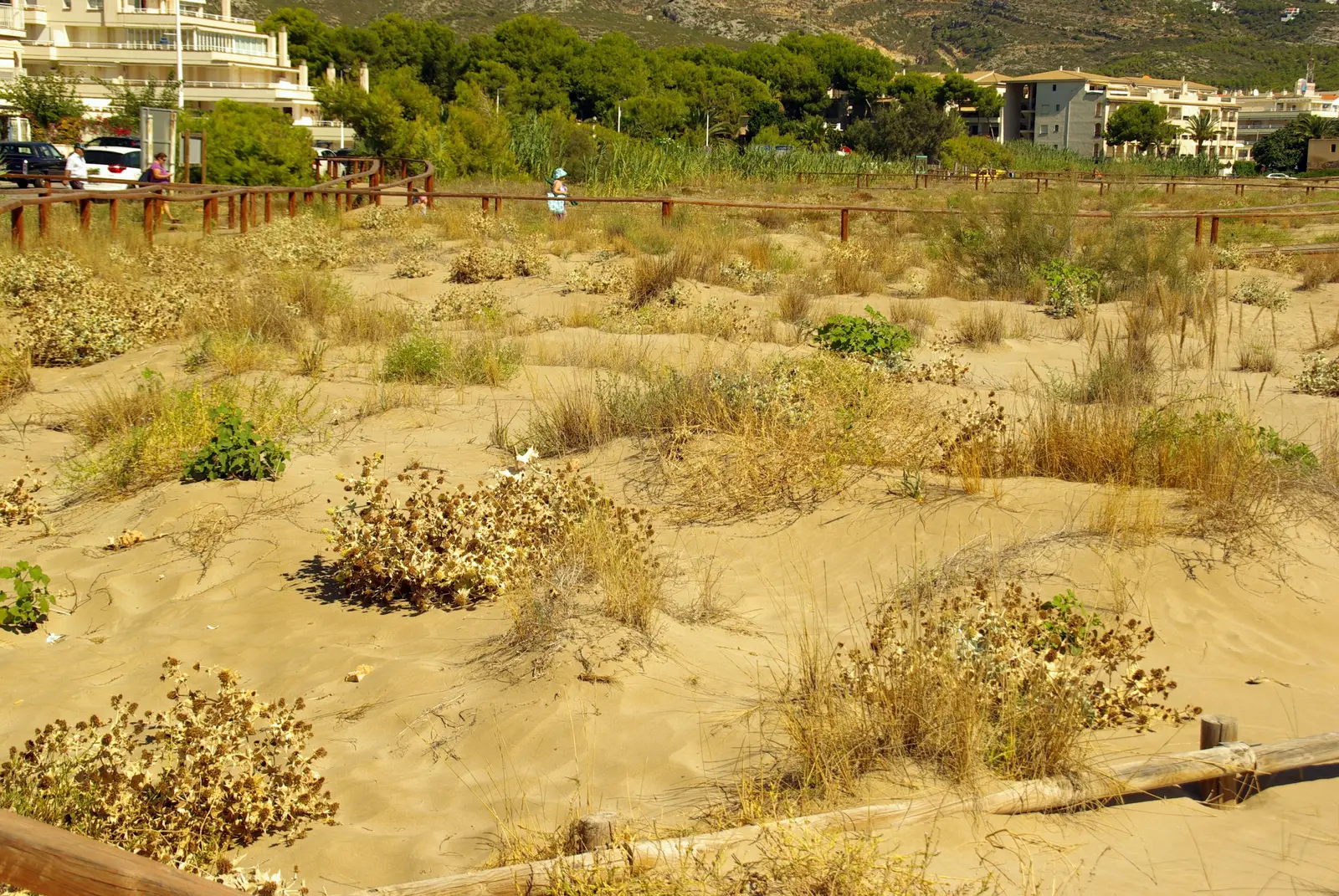 Dünensystem des Strandes Cargador in Alcossebre mit Strandvegetation